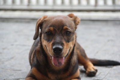 Close-up portrait of dog