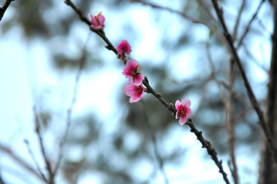 Low angle view of pink cherry blossom