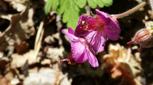 Close-up of flowers blooming outdoors