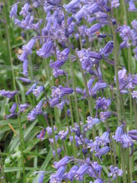 Close-up of purple flowers blooming outdoors