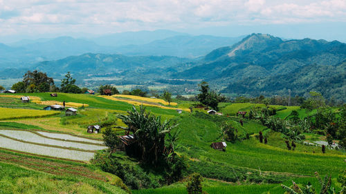 Scenic view of agricultural field against sky
