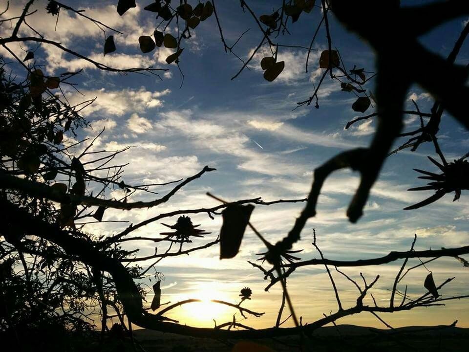 branch, sunset, bare tree, silhouette, sky, tree, sun, cloud - sky, low angle view, nature, orange color, beauty in nature, cloud, tranquility, scenics, sunlight, outdoors, no people, dusk, twig