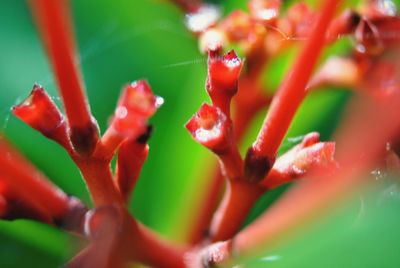 Close-up of red flower