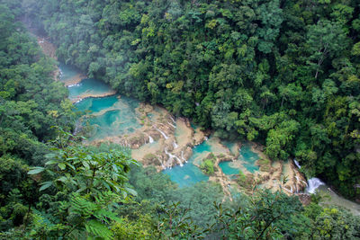High angle view of river amidst trees in forest