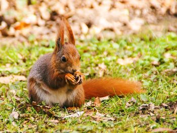 Close-up of squirrel on field