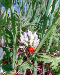 Close-up of ladybug on plant