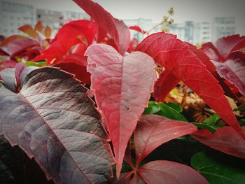 Close-up of autumn leaves