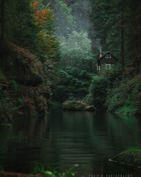 Scenic view of lake in forest