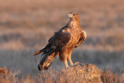 Bird perching on rock