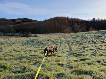 Horse standing in a field