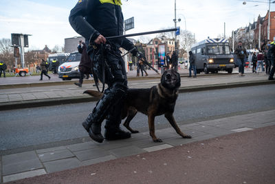 Dog on street in city