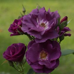 Close-up of pink flowers