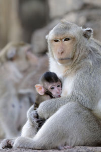 Monkey feeding infant while sitting on stone