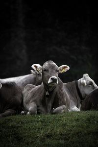 Portrait of cow relaxing on field