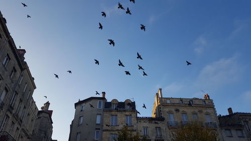 Low angle view of birds flying in city against sky