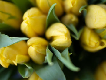 Close-up of yellow flowering plant