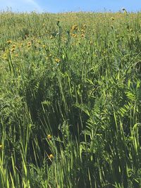 Plants growing on field against sky