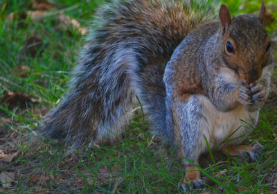 Close-up of squirrel on field