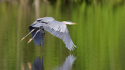 Bird flying over lake