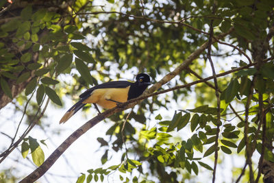 Bird perching on a tree