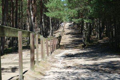 Footpath amidst trees in forest