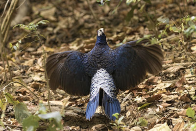 A khalij phesant spreads its wings in a mating display