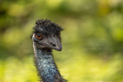 Close-up of bird