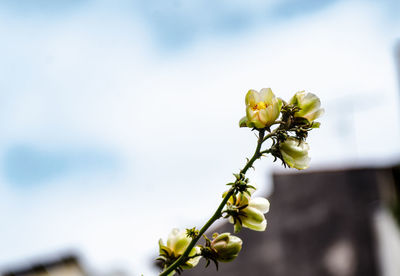 Close-up of yellow rose flower buds