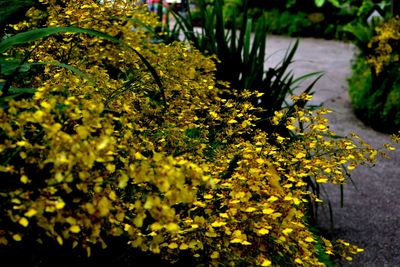 Close-up of yellow flowering plant