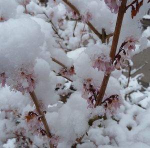 Close-up of frozen tree during winter