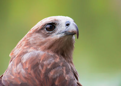 Close-up of a bird looking away