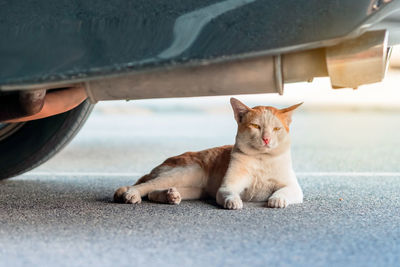 A street stray cat sit back to resting and napping near exhaust pipe under a parked car in urban. 