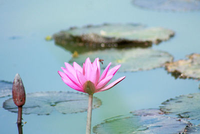 Close-up of pink lotus water lily blooming in lake