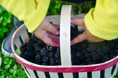 Cute girl collecting blackberry fruits in basket at park