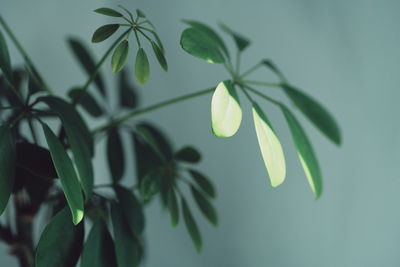 Close-up of leaves