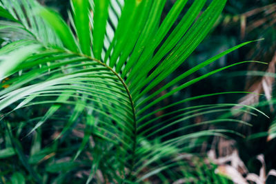 Close-up of green plant