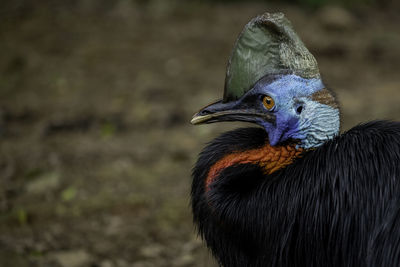 Close-up of a bird looking away