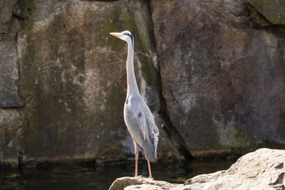 High angle view of gray heron perching on rock by lake