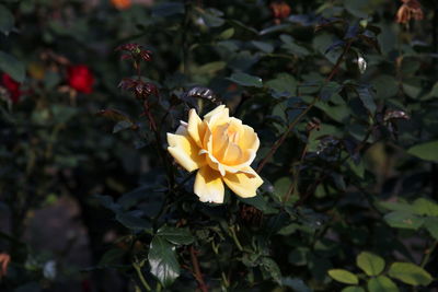 Close-up of yellow flowering plant