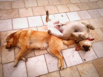 High angle view of a dog sleeping on tiled floor