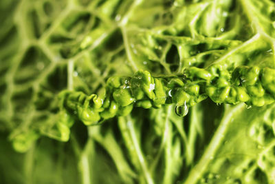 Detail of green savoy cabbage leaves with water drop, beautiful curled edge , abstract effect 