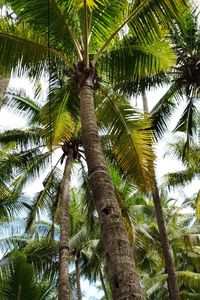 Low angle view of palm trees against sky