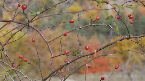 Close-up of berries growing on tree