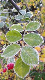 Close-up of fresh cactus plant