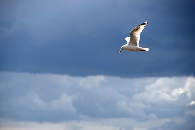 Low angle view of seagull flying in sky