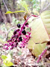 Close-up of berries growing on tree