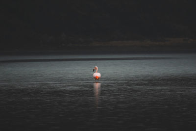 Flamingo in lake