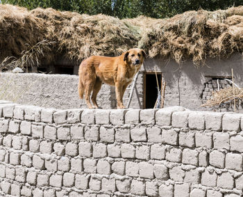 Dog on cobblestone
