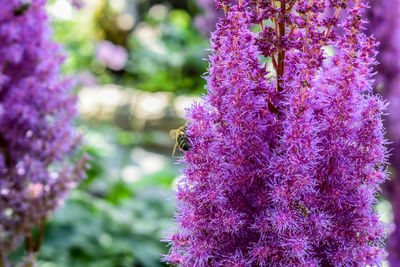 Close-up of fresh pink flowers blooming in park