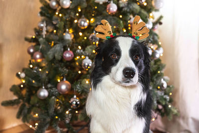 Close-up of dog